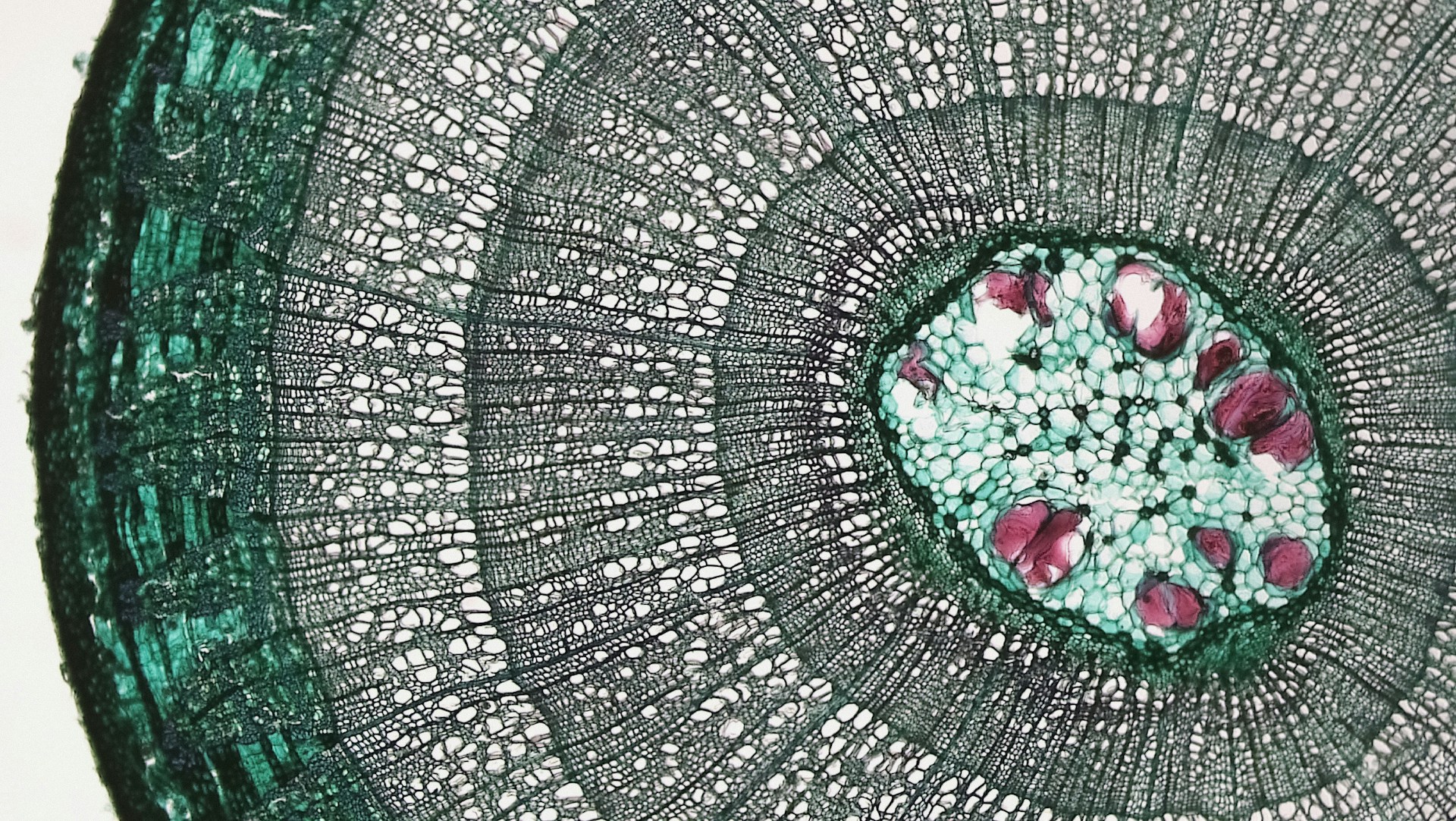 Клеточные культуры