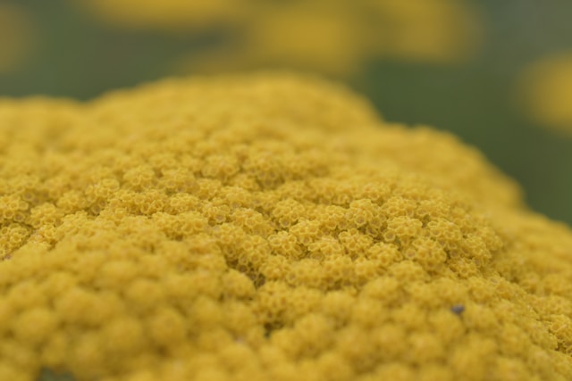 Знание по крупицам: какие тайны раскрывает пыльца