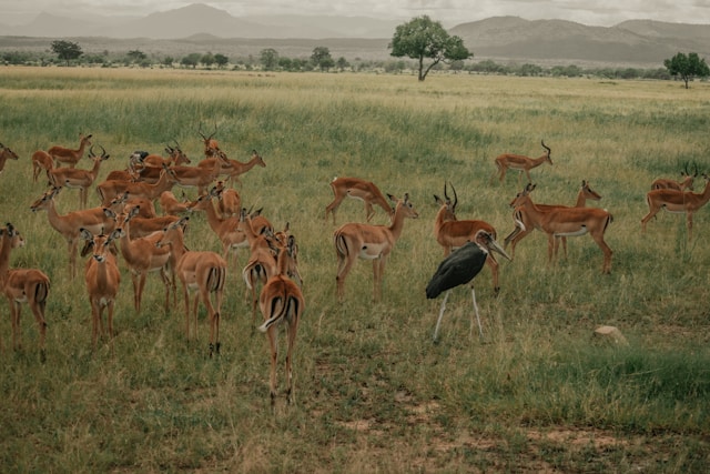 Новая систематика: кто и зачем ввел классификацию живых организмов?